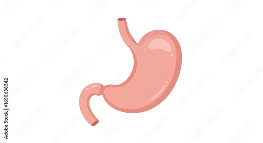 Fototapeta premium Detailed anatomical illustration of the human stomach, a vital component of the digestive system, presented as a clear and simplified diagram for educational, medical, and health-related content.
