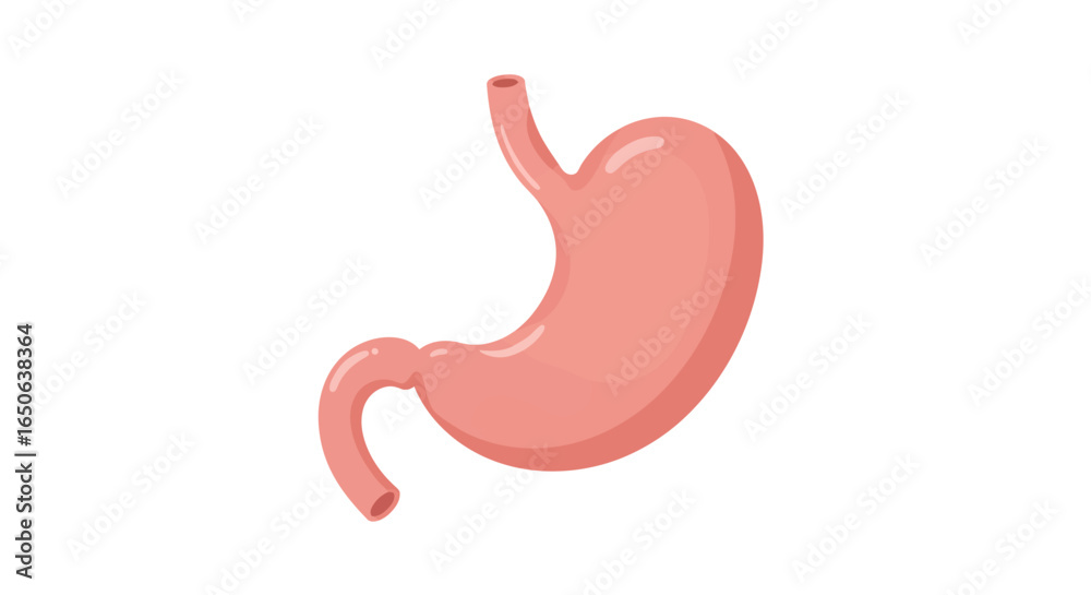 Human Stomach Anatomy Detailed Illustration of Digestive System Organ Human Stomach Anatomy Detailed Illustration of Digestive System Organ