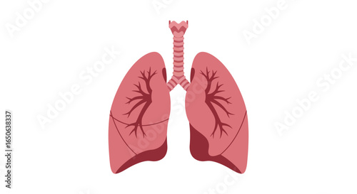Anatomical illustration of human lungs and trachea. Vector icon of the respiratory system for medical and healthcare concepts isolated on white background.