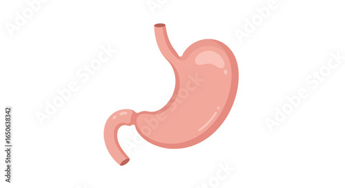 Detailed anatomical illustration of the human stomach, a vital component of the digestive system, presented as a clear and simplified diagram for educational, medical, and health-related content.