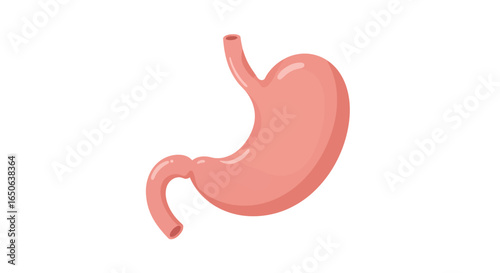 Human Stomach Anatomy Detailed Illustration of Digestive System Organ