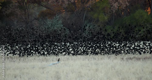 Bosque Del Apache Red Winged Black Birds Flock Flying in Sync