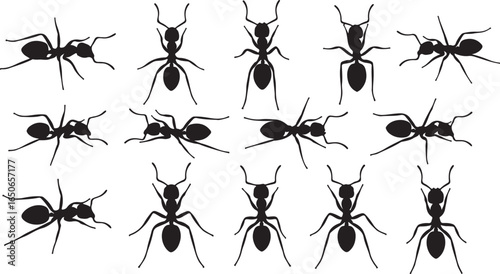 Collection of black ant silhouettes in various poses on a white background ants insect