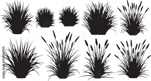 Assortment of black grass and cattail plant silhouettes on white background reed bulrush