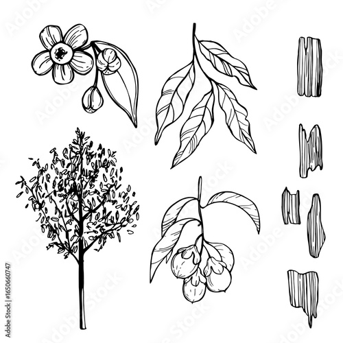 Hand-drawn Agarwood (oud,  aloeswood, Aquilaria genus) Vector sketch illustration. 