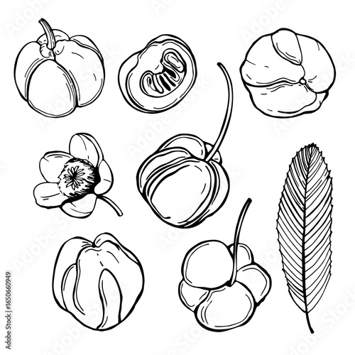 Hand-drawn Dillenia indica  (elephant apple, ou tenga, Chalta, Katmon ). Vector sketch illustration. 