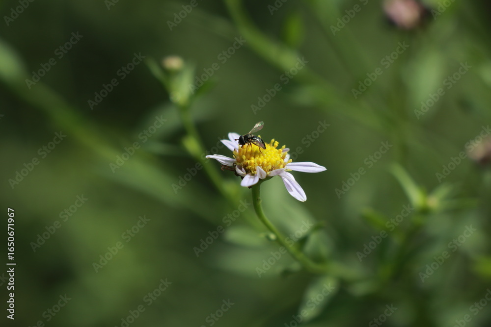 Obraz premium 벌개미취