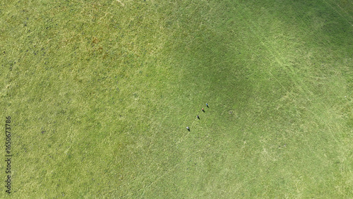 Aerial View of a Grass Field with Small Birds