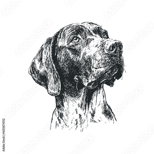 Detailed ink sketch of a hunting dog's head looking upward