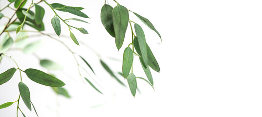 Eucalyptus plant leaves. Fresh Eucalyptus close up, isolated on white background, top view. Essential oil, aromatherapy. Medical plant. flat lay, border design. 
