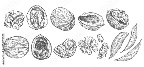 Walnut hand drawn illustration set. Linear drawing in sketch ink style