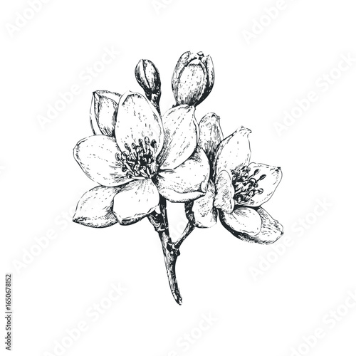 Black and White Sketch of Delicate Jasmine Flowers on Stem