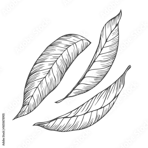 Vector graphic monochrome floristic base with leaves. Simple leaf sketch