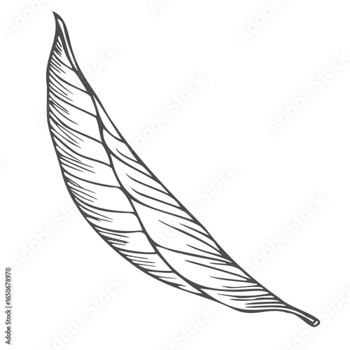 Vector graphic monochrome floristic base with leaves. Simple leaf sketch