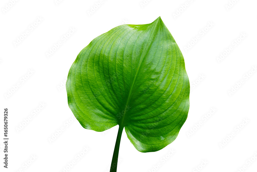 Fototapeta premium green leaf isolated on white background. This has clipping path.