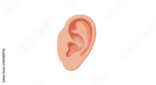 Human Ear Anatomy Detailed Illustration of Outer Ear Structure