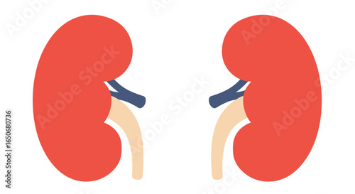 Medical illustration of human kidney structure for educational or healthcare purposes.