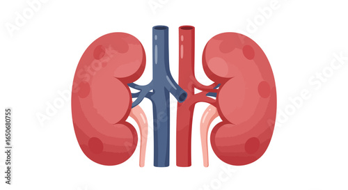 Human kidneys anatomy with renal artery and vein. Biological science and medical healthcare organ concept vector illustration.