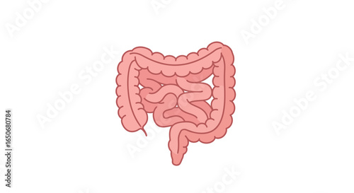 Precise anatomical illustration of the human intestines, showcasing these vital internal organs integral to digestive health and overall bodily well-being.