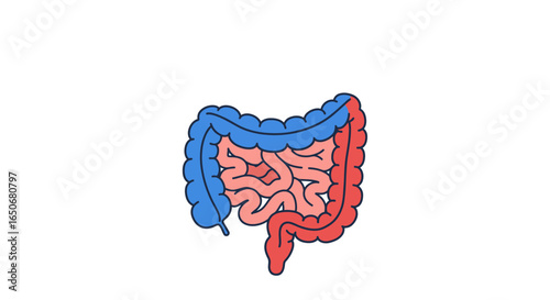 The Intricate Anatomy of the Human Digestive System A Detailed Illustration