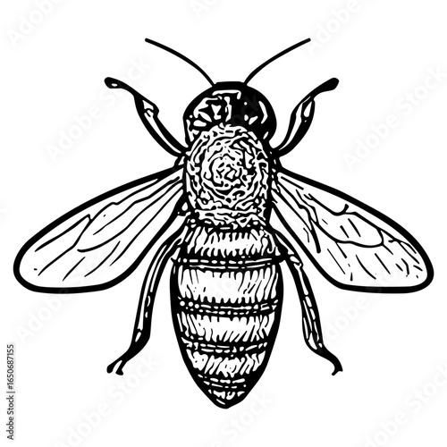 Honey Bee