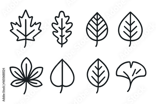 Leaf Icon Collection. Outline icon set of leaf types: maple, oak, elm, birch, chestnut, poplar, beech, ginkgo.