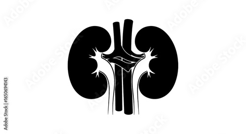 Illustration of human kidneys with ureters and renal vessels in black and white color scheme design