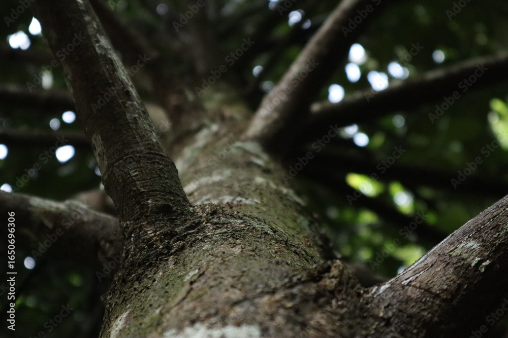 Fototapeta premium Looking up along the trunk of the tree, the branches extend outwards