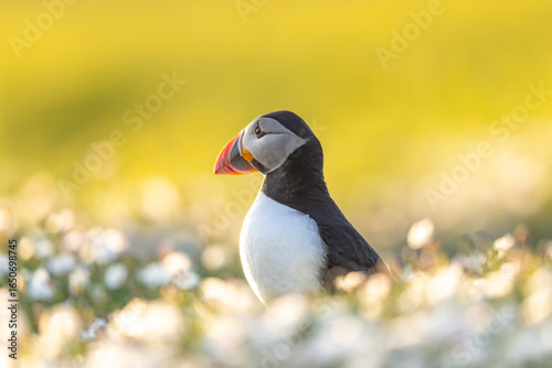 Atlantic puffins, a species of seabird in the auk family, seen in Wales, UK.