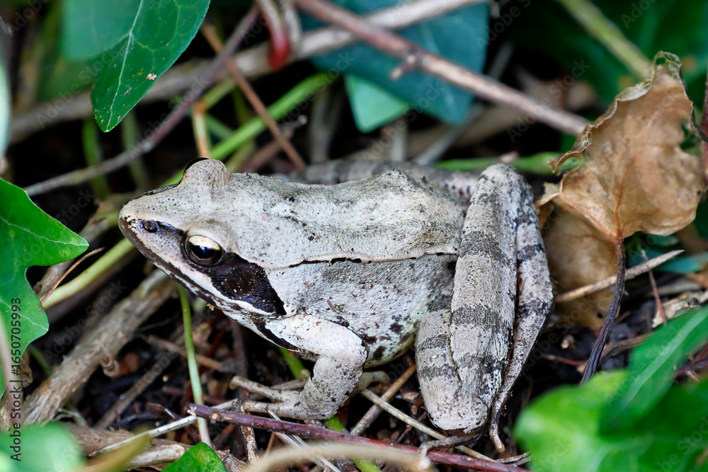 Obraz premium Grasfrosch, Rana temporaria 