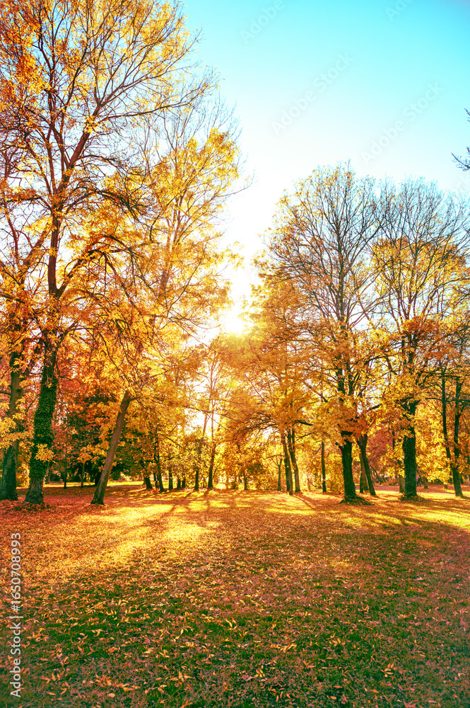 Naklejka premium orange and red fall leaves in sunny park, autumn natural vertical background