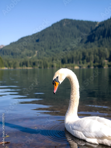 Swan scavenging for food in beautiful lake