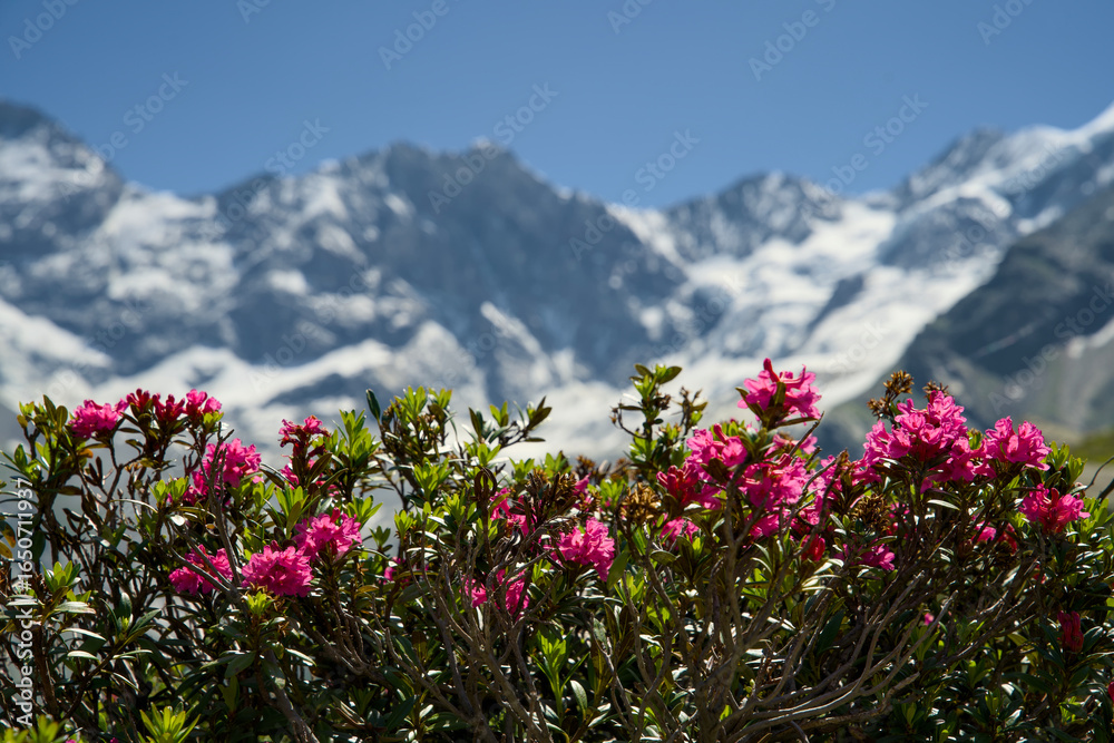Obraz premium Alpine rose flower in bloom. Snow-capped peaks in the Swiss Alps, Val d'Anniviers, Canton Valais, summer.