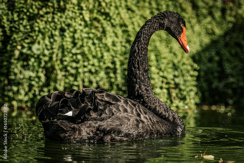 Fototapeta premium Elegant black swan with a bright red beak gliding gracefully across the water, its detailed feathers reflecting sunlight against a green backdrop.