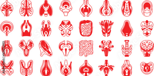 Collection of Red Anatomical Organ Icons on White Background anatomy medical