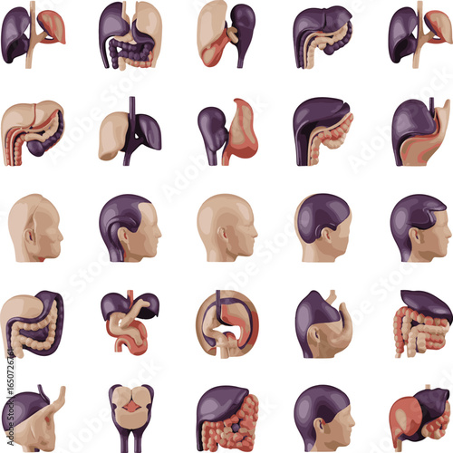 Anatomical diagrams of human organs and heads 3d icon bundle set on transparent background