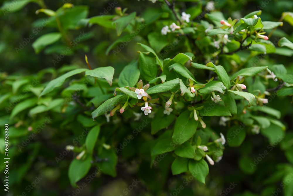 Fototapeta premium Delicate pinkish white flowers blooming on a leafy shrub in Primorsky Krai. A close-up view of a native woodland plant in spring with soft green foliage.