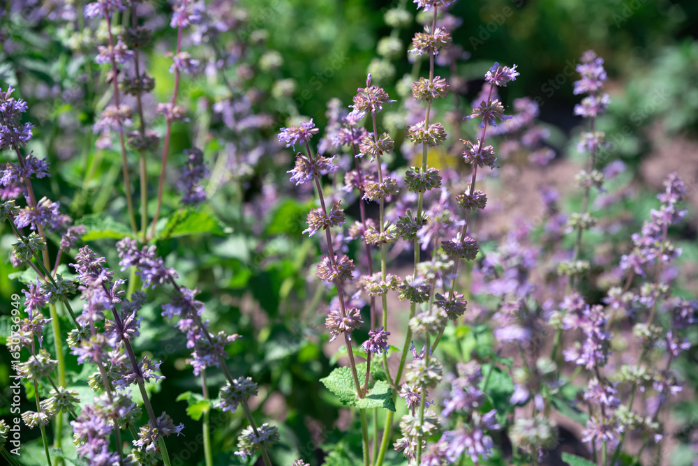Obraz premium Tall spikes of giant catmint with delicate purple flowers sway in the breeze. A vibrant display of summer flora in a lush green garden.