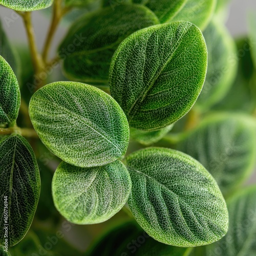 Close-up of Michelle x Zara plant foliage showing leaf texture