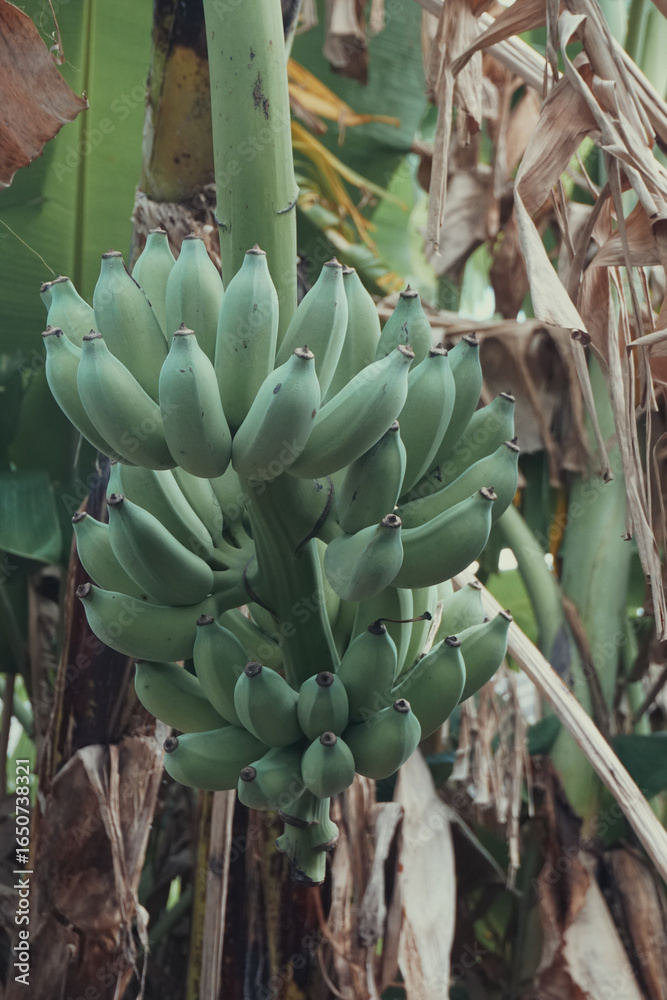 Obraz premium Beautiful banana bunch in the garden