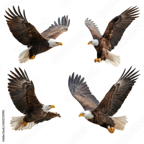 Four eagles flying in the air, one of which is eating a fish