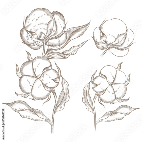 Hand drawn vector set of cotton flowers, line art isolated on white. Cotton branch. Cotton flower. Great for any designs, textile, art, walls, package