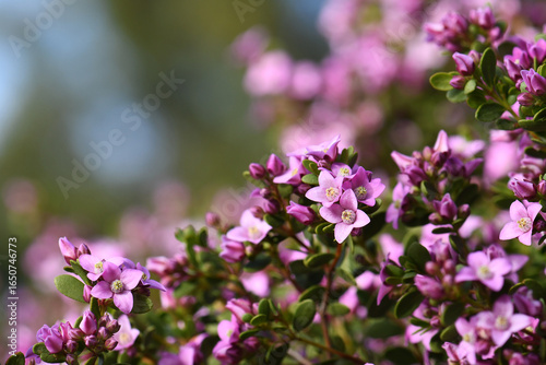 Wallpaper Mural Pink flowers of the Australian native Boronia crenulata, family Rutaceae. Australian flora background with copy space. Known as the Aniseed Boronia. Endemic to south west of Western Australia.  Torontodigital.ca