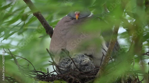 Brütende Taube im Nest, mit Küken, beim Füttern, wärmen und putzen