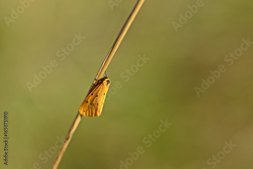 Trockenrasen-Flechtenbärchen (Setina irrorella)