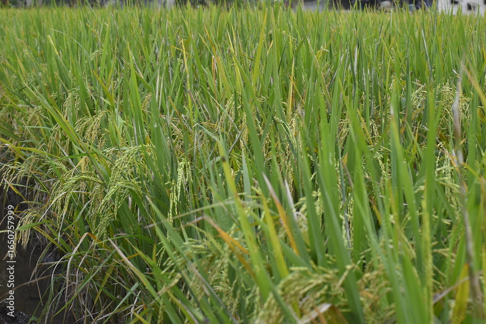 Fototapeta premium close up, green rice plants in the rice fields