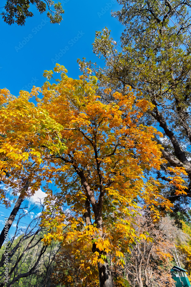 Fototapeta premium Colors of nature in Himalayan Forests