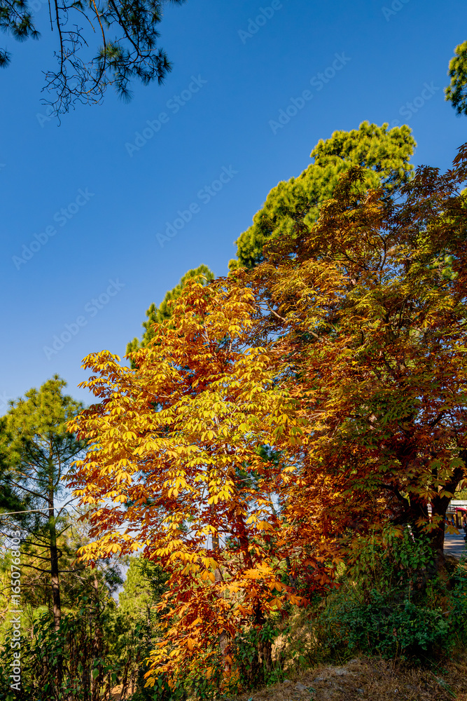 Naklejka premium Colors of nature in Himalayan Forests