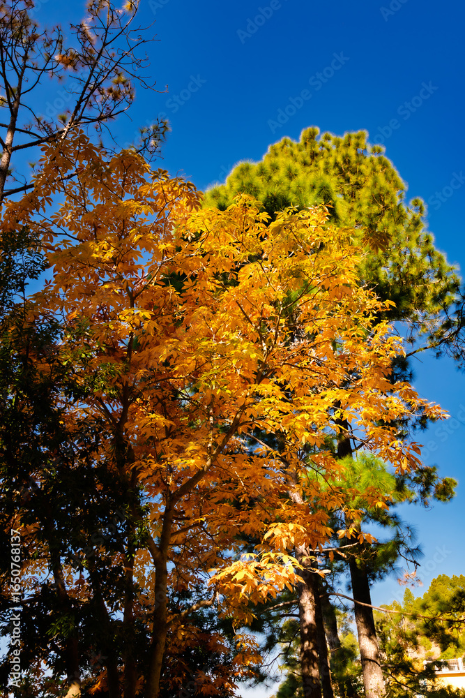 Fototapeta premium Colors of nature in Himalayan forest
