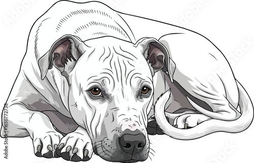 cute Argentine Pila Dog lying down front view vector illustration 